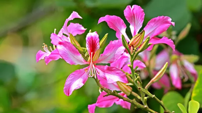 kachnar plant ayurved tips